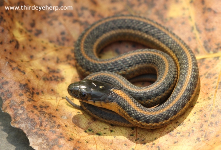 Aquatic Garter Snake